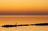 Matagorda Bay Dawn_34760